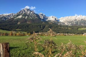 IMG_1184.jpg